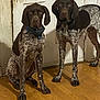 dog, german_shorthaired_pointer, indoor, wooden_floor, door, two_dogs, pet, animal, brown, white, speckled_coat, ears, alert, standing, sitting, floor, canine, domestic_animal, companions, looking