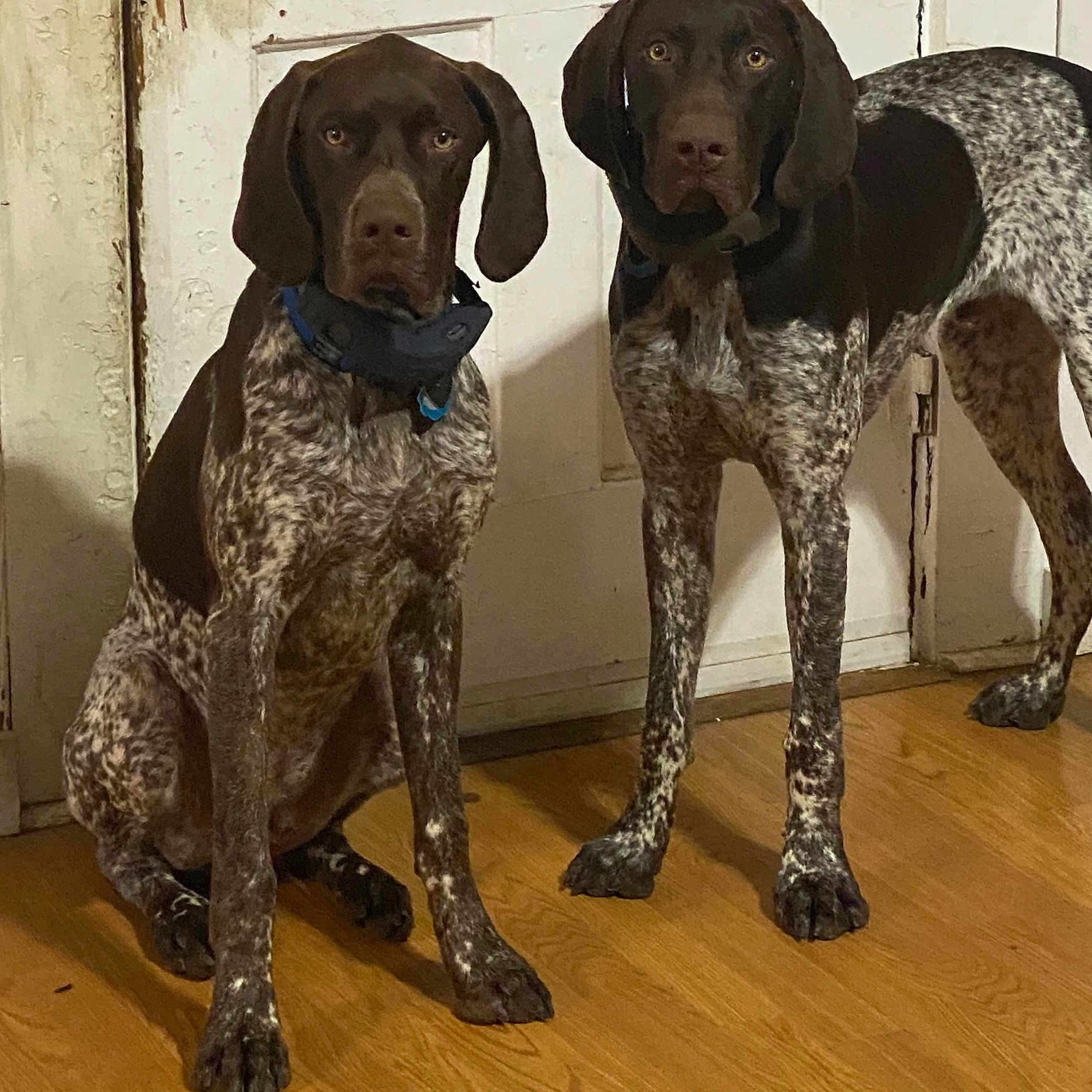Remi And Chester joined the competition — help win amazing prizes! alert, animal, brown, canine, companions, dog, domestic_animal, door, ears, floor, german_shorthaired_pointer, indoor, looking, pet, sitting, speckled_coat, standing, two_dogs, white, wooden_floor