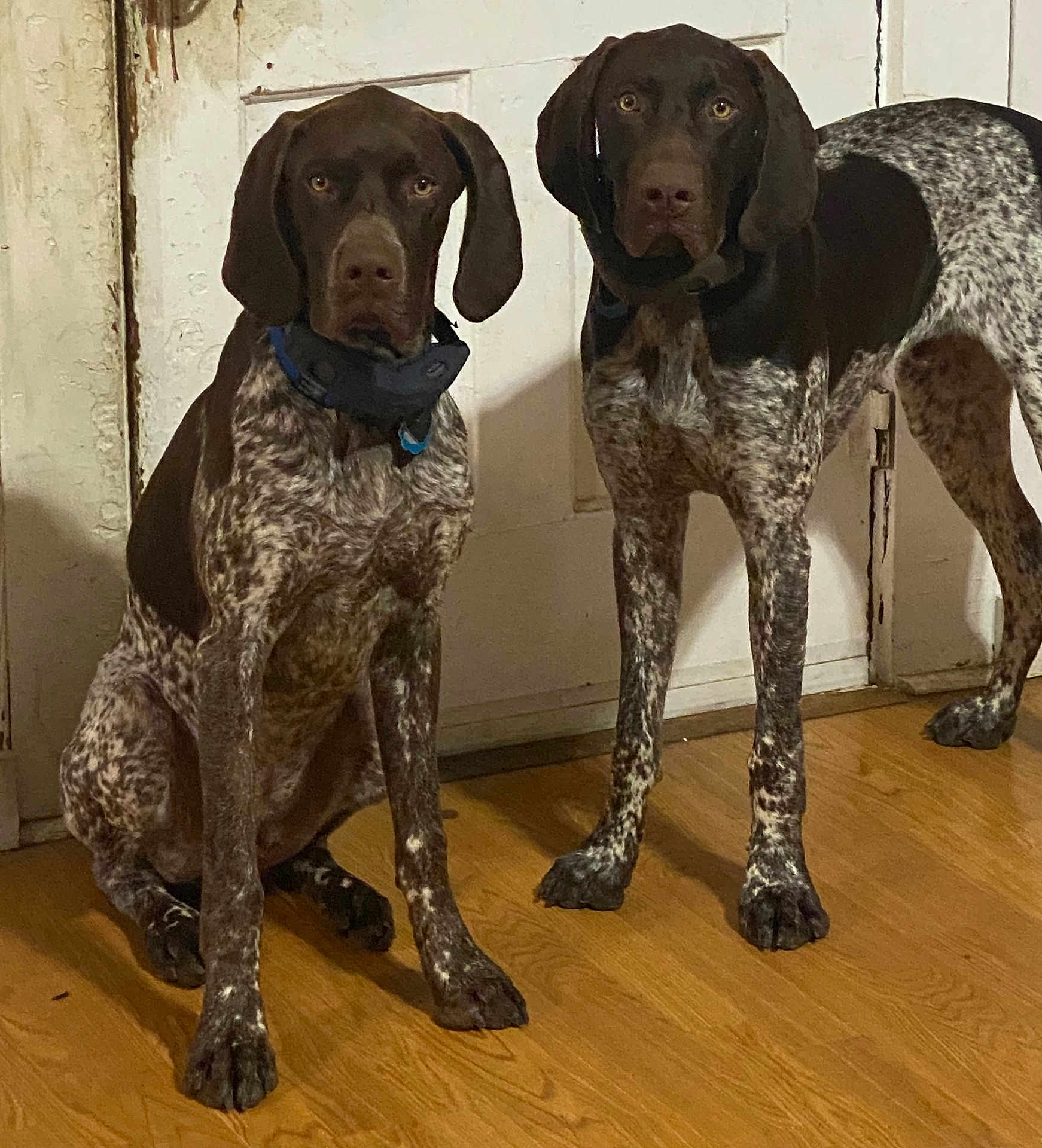 Remi And Chester joined the competition — help win amazing prizes! dog, german_shorthaired_pointer, indoor, wooden_floor, door, two_dogs, pet, animal, brown, white, speckled_coat, ears, alert, standing, sitting, floor, canine, domestic_animal, companions, looking