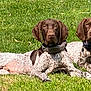 Remi And Chester joined the competition — help win amazing prizes! dog, german_shorthaired_pointer, grass, outdoor, pets, canine, animal, two_dogs, lying_down, collar, ears, brown_and_white, alert, nature, summer, sunlight, companions, mammal, resting, portrait