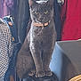 cat, gray_cat, collar, chair, indoor, pet, furniture, clothing, jacket, household, sitting, feline, portrait, domestic, animal, tabby, pet_accessory, looking, fur, ears