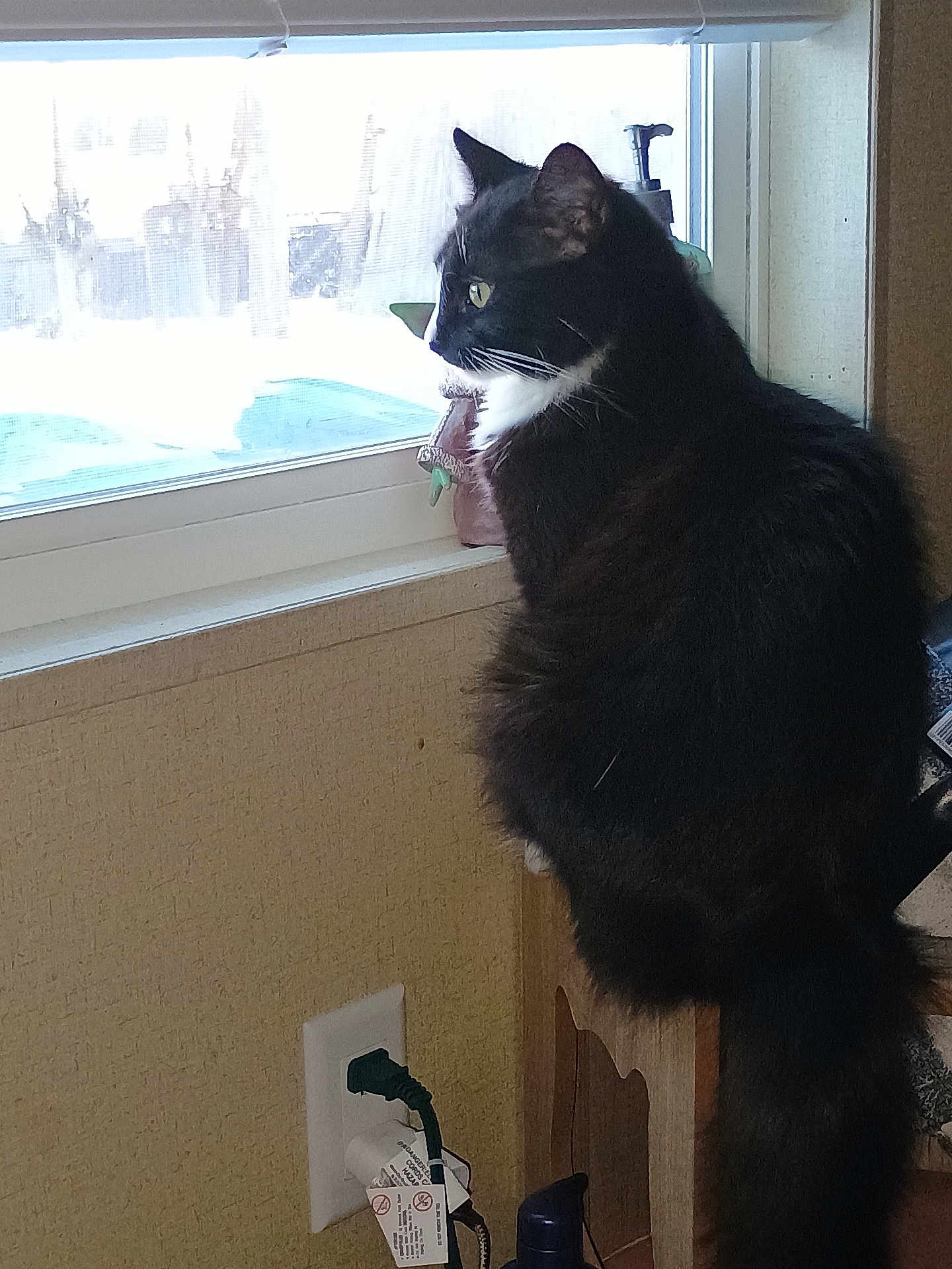 Boots joined the competition — help win amazing prizes! cat, tuxedo_cat, pet, windowsill, window, indoor, looking_out, side_profile, fur, whiskers, tail, furniture, wall, electrical_outlet, plug, sunlight, silhouette, curious, household_item, portrait