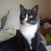 Boots is registered to the contest to win money with this photo: cat, tuxedo_cat, pet, indoor, whiskers, green_eyes, pillow, blanket, bed, sitting, portrait, fur, ears, paw, closeup, domestic_animal, cozy, box, cup, home