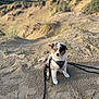 puppy, dog, sand, outdoor, nature, sky, harness, leash, dunes, grass, blue_eyes, pet, animal, cute, young, fur, sitting, sunlight, landscape, adventure