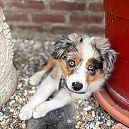 Aïka a rejoint le concours — aidez-le/la à gagner de superbes lots ! puppy, dog, blue_eyes, pebbles, plant_pot, brick_wall, fur, outdoor, young_dog, curious, close_up, animal, pet, nature, resting, cute, portrait, small_dog, fluffy, colorful