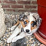 puppy, dog, blue_eyes, pebbles, plant_pot, brick_wall, fur, outdoor, young_dog, curious, close_up, animal, pet, nature, resting, cute, portrait, small_dog, fluffy, colorful