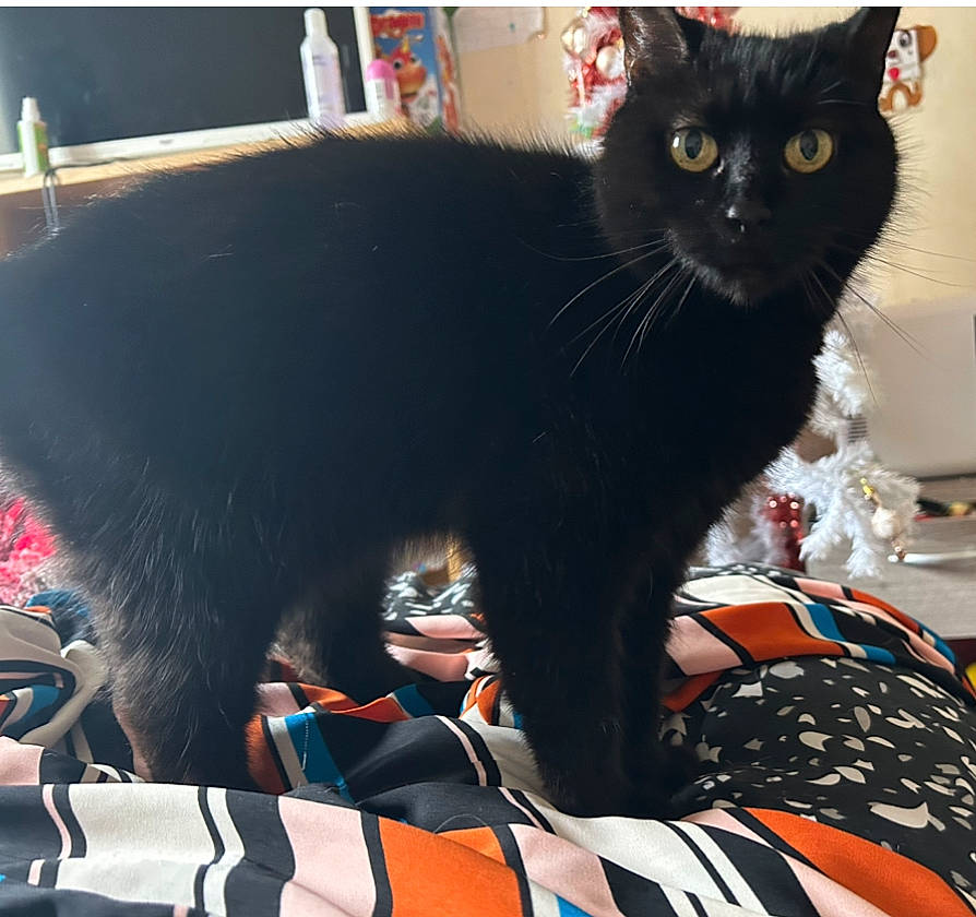 Rupnzel joined the competition — help win amazing prizes! black_cat, bombay, carnivore, cat, claw, domestic_short_haired_cat, event, felidae, fun, fur, paw, personal_protective_equipment, small_to_medium_sized_cats, snout, tail, whiskers