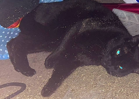 Leo is registered to the contest to win money with this photo: black_cat, bombay, canidae, carnivore, cat, claw, dog_breed, domestic_short_haired_cat, electric_blue, felidae, fur, havana_brown, paw, small_to_medium_sized_cats, snout, sporting_group, tail, terrestrial_animal, whiskers, working_animal