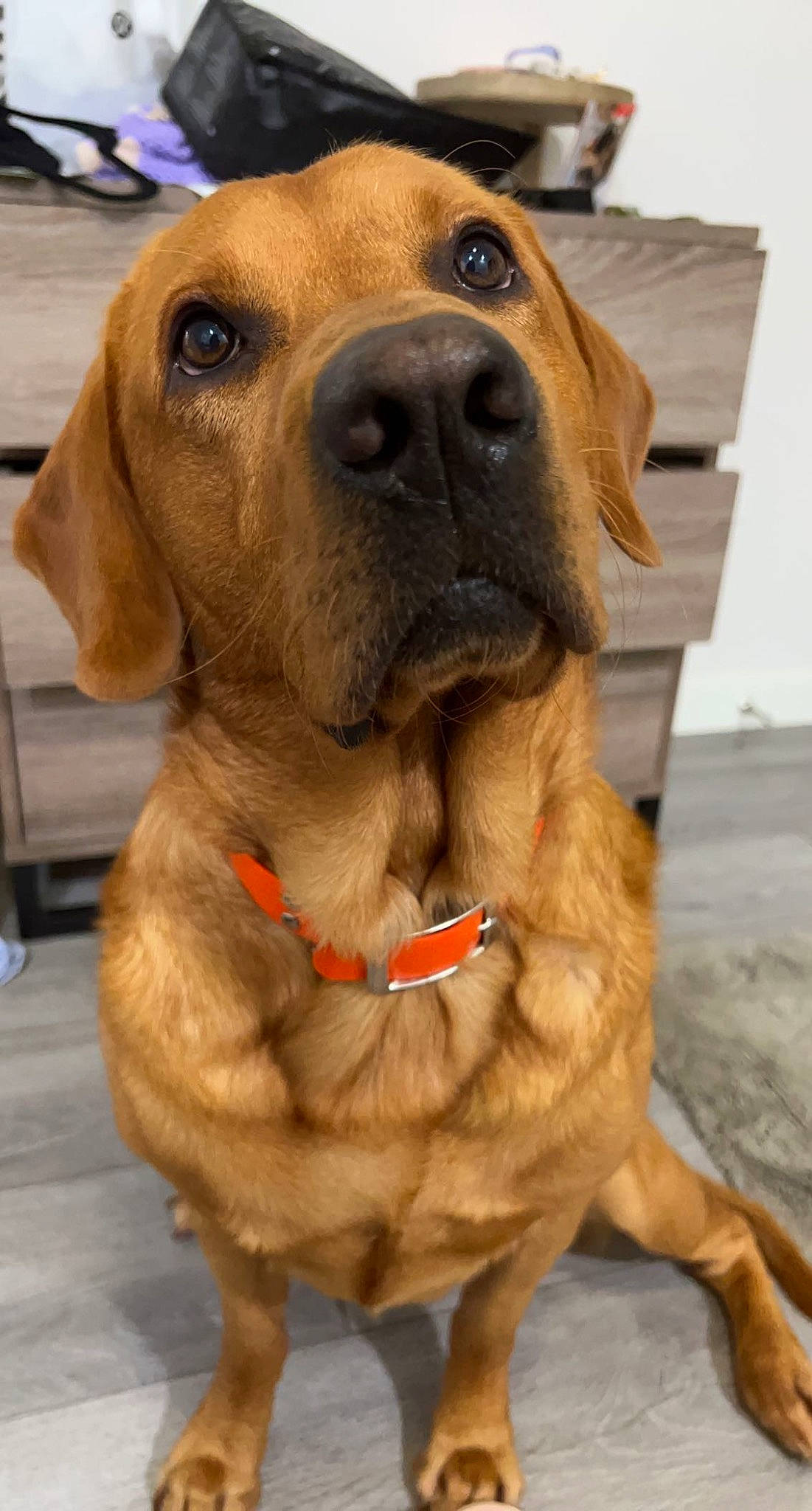 Knox is registered to the contest to win money with this photo: canidae, carnivore, collar, companion_dog, dog, dog_breed, dog_collar, dog_supply, fawn, fur, giant_dog_breed, leash, liver, pet_supply, retriever, snout, sporting_group, whiskers, working_animal, working_dog