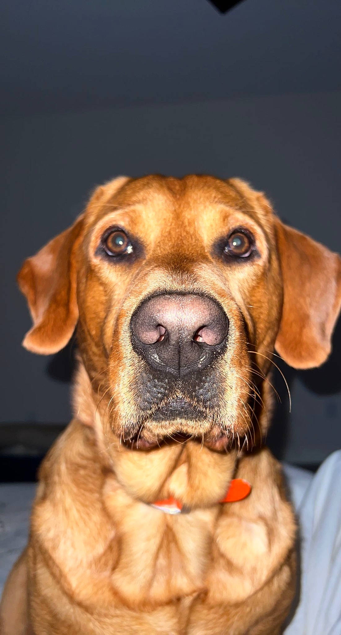 Knox joined the competition — help win amazing prizes! canidae, carnivore, companion_dog, dog, dog_breed, dog_collar, eye, fawn, fur, guard_dog, head, hound, hunting_dog, liver, plant, snout, sporting_group, whiskers, working_animal, working_dog