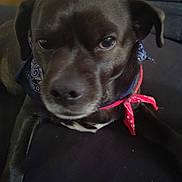 Frank joined the competition — help win amazing prizes! animal, bandana, blue_bandana, brown_dog, canine, close_up, companion, couch, cute, dog, domestic_animal, ears, face, fur, indoor, lying_down, pet, red_bandana, resting, snout