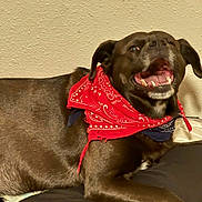 Frank is registered to the contest to win money with this photo: animal, bandana, bed, brown_dog, canine, companion, cute, dog, domestic_animal, ears, fur, happy, indoor, lying_down, mouth_open, pet, red_bandana, resting, smiling_dog, teeth
