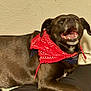 animal, bandana, bed, brown_dog, canine, companion, cute, dog, domestic_animal, ears, fur, happy, indoor, lying_down, mouth_open, pet, red_bandana, resting, smiling_dog, teeth