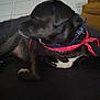 animal, bandana, black_dog, blue_bandana, calm, canine, chair, couch, dog, domestic_animal, furniture, home, indoor, pet, portrait, red_bandana, relaxed, resting, side_view, white_wall