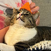 Bug joined the competition — help win amazing prizes! cat, animal, pet, orange_hat, knitted_hat, tabby, white_fur, person_hand, tie_dye_shirt, blanket, cozy, indoor, resting, cute, feline, whiskers, close_up, relaxed, domestic_animal, companion