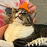 cat, animal, pet, orange_hat, knitted_hat, tabby, white_fur, person_hand, tie_dye_shirt, blanket, cozy, indoor, resting, cute, feline, whiskers, close_up, relaxed, domestic_animal, companion