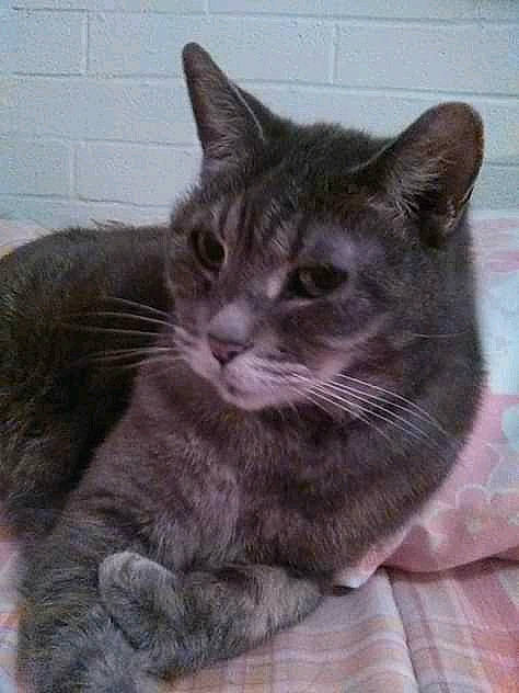 Stormy joined the competition — help win amazing prizes! american_shorthair, asian, british_shorthair, carnivore, cat, chartreux, domestic_short_haired_cat, european_shorthair, felidae, kitten, korat, mammal, nebelung, polydactyl_cat, russian_blue, small_to_medium_sized_cats, snout, tabby_cat, vertebrate, whiskers