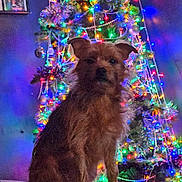 Gypsy joined the competition — help win amazing prizes! dog, christmas_tree, lights, decorations, indoor, festive, holiday, pet, fur, sitting, colorful, bright, ornaments, wall, couch, home, celebration, animal, cute, portrait