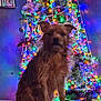 dog, christmas_tree, lights, decorations, indoor, festive, holiday, pet, fur, sitting, colorful, bright, ornaments, wall, couch, home, celebration, animal, cute, portrait