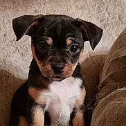 Maya is registered to the contest to win money with this photo: puppy, dog, pet, animal, tricolor, cute, young, floppy_ears, couch, indoor, fur, small, sitting, looking, close_up, adorable, companion, domestic_animal, face, eyes