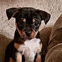 puppy, dog, pet, animal, tricolor, cute, young, floppy_ears, couch, indoor, fur, small, sitting, looking, close_up, adorable, companion, domestic_animal, face, eyes
