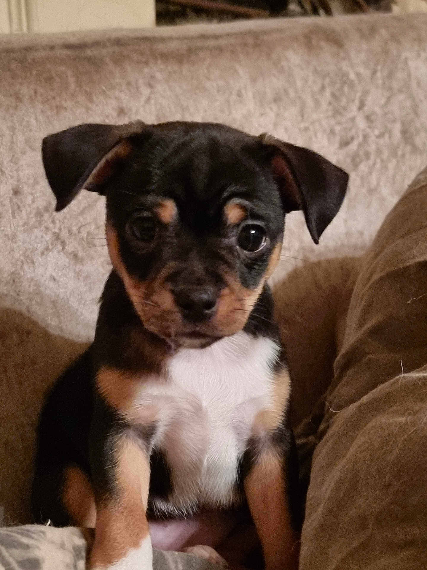 Maya