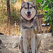 Titus is registered to the contest to win money with this photo: dog, husky, outdoor, leash, nature, smiling, sitting, animal, canine, fur, ears, tongue, trees, grass, sunlight, happy, pet, collar, ground, daylight