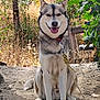 dog, husky, outdoor, leash, nature, smiling, sitting, animal, canine, fur, ears, tongue, trees, grass, sunlight, happy, pet, collar, ground, daylight