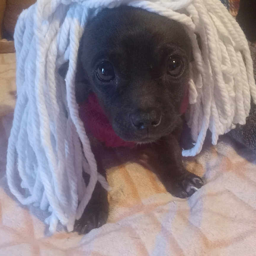 Lil Man