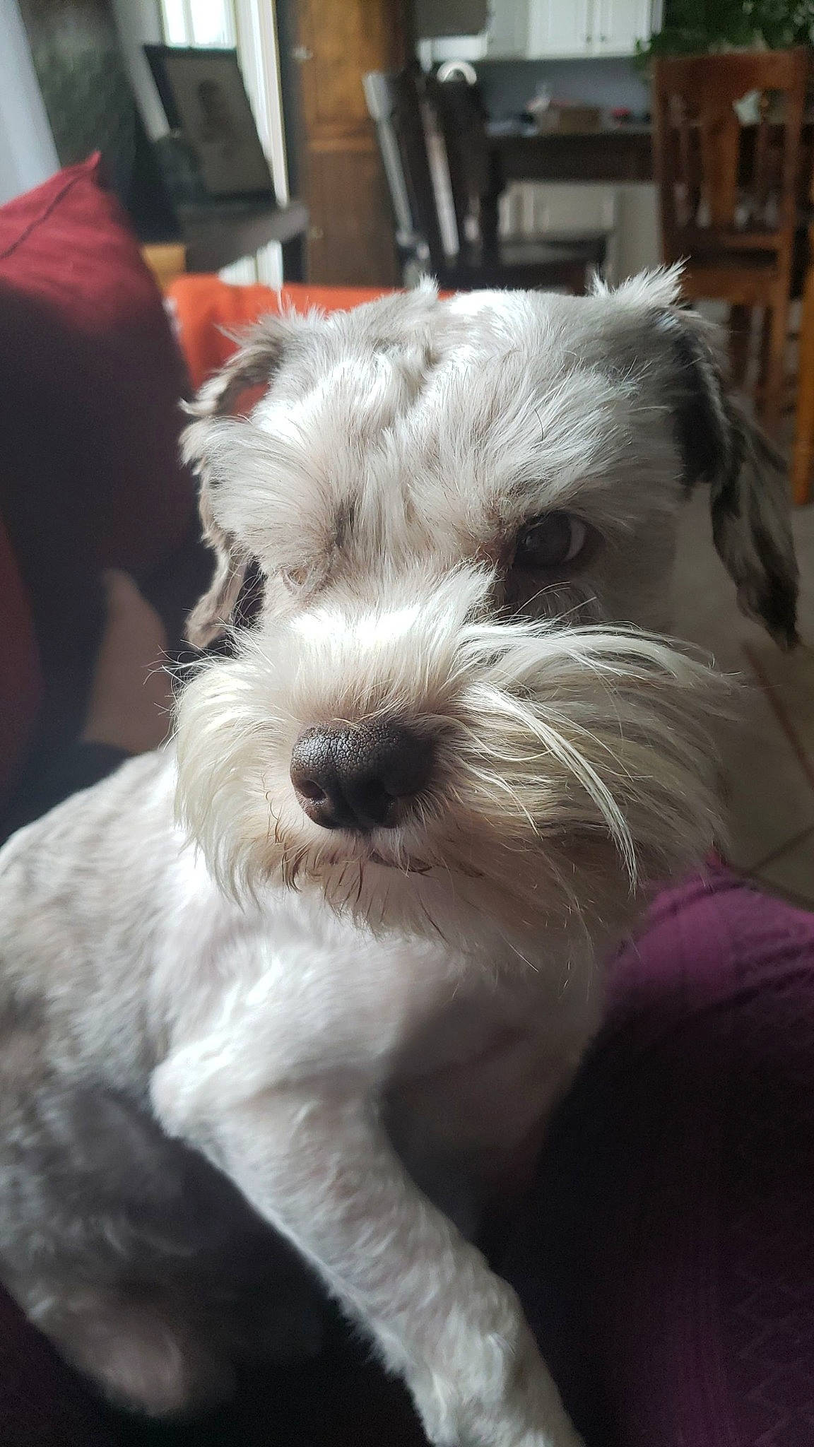 Bailey is registered to the contest to win money with this photo: biewer_terrier, canidae, carnivore, companion_dog, dog, dog_breed, fur, non_sporting_group, schnauzer, small_terrier, snout, sporting_group, standard_schnauzer, terrestrial_animal, terrier, toy_dog, working_animal