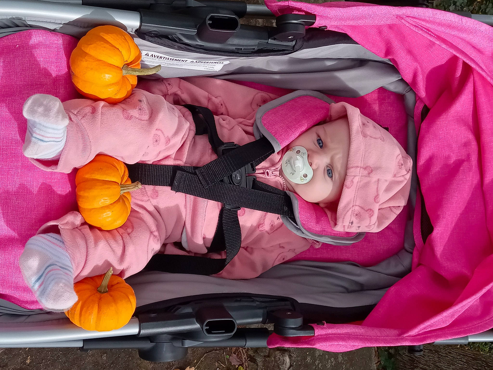 Alexis is registered to the contest to win money with this photo: baby, baby_carriage, baby_products, bag, baggage, calabaza, car_seat, carmine, comfort, flower, gourd, headwear, magenta, orange, person, pink, plant, purple, steering_wheel, textile