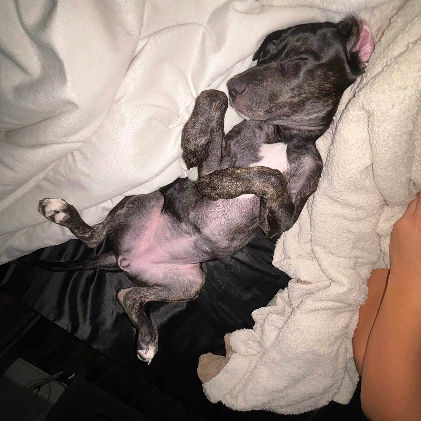 Bear joined the competition — help win amazing prizes! animal, bed, black, blanket, closed_eyes, comfort, cozy, dog, fur, human_arm, indoor, paw, paw_pad, pet, puppy, relaxation, resting, sleeping, snout, white