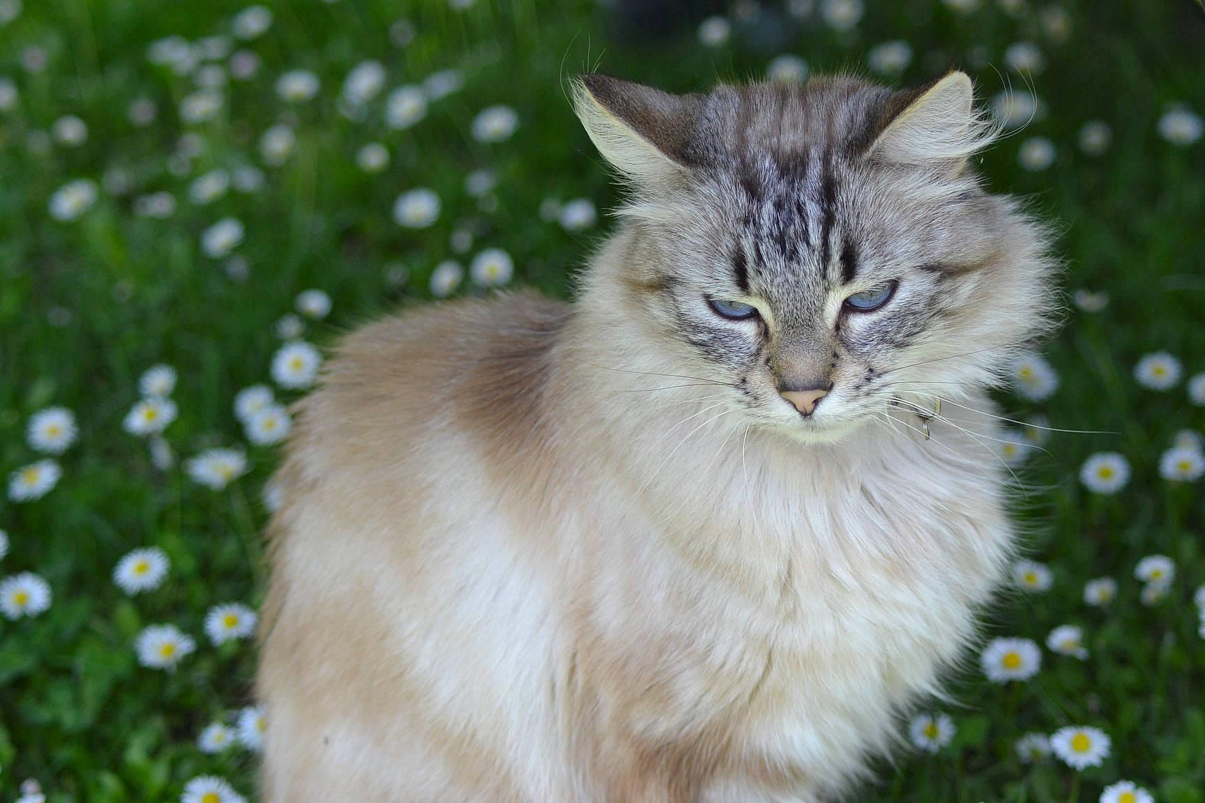 Mia a rejoint le concours — aidez-le/la à gagner de superbes lots ! asian_semi_longhair, british_semi_longhair, carnivore, cat, domestic_long_haired_cat, fawn, felidae, fur, grass, maine_coon, mammal, norwegian_forest_cat, plant, ragamuffin, siberian, small_to_medium_sized_cats, somali, vertebrate, whiskers, wildlife