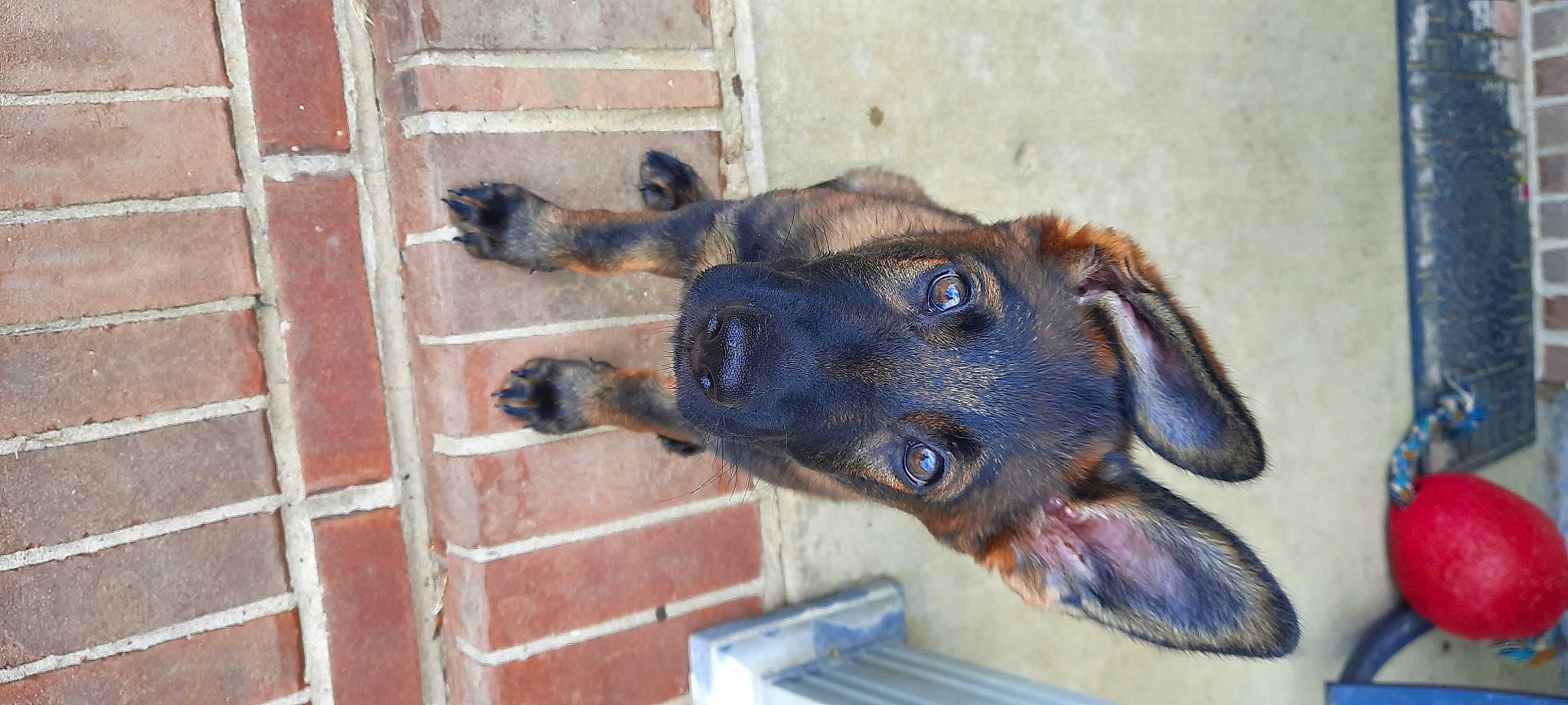 Kayla joined the competition — help win amazing prizes! brick, brickwork, canidae, carnivore, companion_dog, dog, dog_breed, dog_supply, ear, eye, fawn, fur, jaw, liver, mortar, pet_supply, snout, sporting_group, whiskers, working_animal