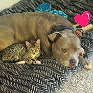 Mischief joined the competition — help win amazing prizes! dog, cat, kitten, pet, animal, sleeping, resting, blanket, pattern, indoor, carpet, collar, ears, paw, cute, snuggle, friendship, heart_sticker, relaxation, companion