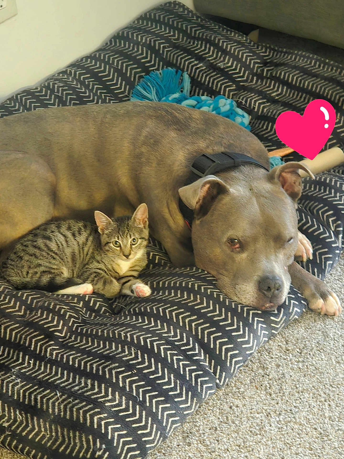 Mischief joined the competition — help win amazing prizes! dog, cat, kitten, pet, animal, sleeping, resting, blanket, pattern, indoor, carpet, collar, ears, paw, cute, snuggle, friendship, heart_sticker, relaxation, companion