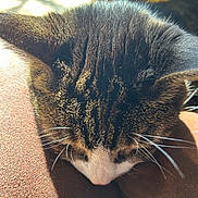 Ella Marie is registered to the contest to win money with this photo: animal, brown_surface, cat, close_up, cozy, cute, domestic_cat, feline, fur, head, indoor, mammal, pet, resting, sleeping, soft_light, sunlight, tabby, texture, whiskers