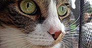 Ella Marie is registered to the contest to win money with this photo: alert, animal, brown_fur, cat, close_up, curious, face, fur, green_eyes, indoor, looking_out, mammal, mesh_curtain, nose, pet, portrait, tabby, whiskers, white_fur, window