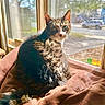Ella Marie is registered to the contest to win money with this photo: animal, blanket, brown, cat, cozy, daylight, feline, home, indoor, looking, nature_outside, pet, portrait, relaxed, resting, soft, sunlight, tabby, whiskers, window