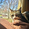 Ella Marie joined the competition — help win amazing prizes! animal, blanket, blue_sky, cat, closeup, cozy, daylight, feline, fur, home, indoor, nature_outside, pet, relaxed, resting, sunlight, tabby_cat, tree, whiskers, window