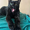 Pepsi Gerald joined the competition — help win amazing prizes! black_cat, cat, animal, pet, feline, tongue, yawning, stretching, paw, close_up, indoor, fur, whiskers, green_eye, yellow_eye, mismatched_eyes, teal_fabric, beige_wall, cute, domestic_cat