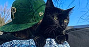 Pepsi Gerald is registered to the contest to win money with this photo: black_cat, cat, animal, pet, person, hat, green_hat, patterned_shirt, blue_sky, outdoor, nature, tree_branches, shoulder, close_up, daytime, portrait, fur, whiskers, ears, face