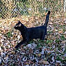 Pepsi Gerald is registered to the contest to win money with this photo: black_cat, cat, animal, pet, outdoor, leaves, autumn, grass, fence, chain_link_fence, nature, sunlight, daylight, walking, side_view, mammal, wildlife, fall, greenery, curious