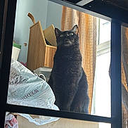 Pepsi Gerald joined the competition — help win amazing prizes! black_cat, cat, indoor, window, curtains, wooden_box, plastic_bag, furniture, clutter, light, shadow, looking_up, pet, animal, domestic, reflection, household, curious, sitting, green_eyes