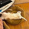 cat, fluffy, white_cat, orange_markings, sleeping, relaxed, reclining, pet_bed, corduroy, living_room, wooden_floor, television, furniture, indoor, cozy, paw, whiskers, pink_nose, long_fur, adorable