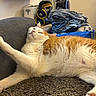 Gudule a rejoint le concours — aidez-le/la à gagner de superbes lots ! cat, orange_cat, white_cat, pet, animal, feline, sleeping, relaxed, sprawling, couch, carpet, paw, toe_beans, whiskers, closed_eyes, indoor, living_room, laundry, basket, vacuum