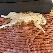 Gudule participe au concours pour gagner de l'argent avec cette photo : cat, ginger_cat, white_fur, sleeping, relaxed, lying_down, belly_up, paw, whiskers, pink_nose, fluffy, domestic_cat, pet, blanket, plush_blanket, couch, indoor, home, cozy, nap