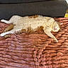 cat, ginger_cat, white_fur, sleeping, relaxed, lying_down, belly_up, paw, whiskers, pink_nose, fluffy, domestic_cat, pet, blanket, plush_blanket, couch, indoor, home, cozy, nap