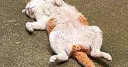 Gudule a rejoint le concours — aidez-le/la à gagner de superbes lots ! cat, white_cat, orange_cat, fluffy, fur, belly_up, sleeping, relaxed, playful, paws, tail, pink_nose, outdoor, pavement, ground, lying_down, animal, pet, funny_pose, close_up