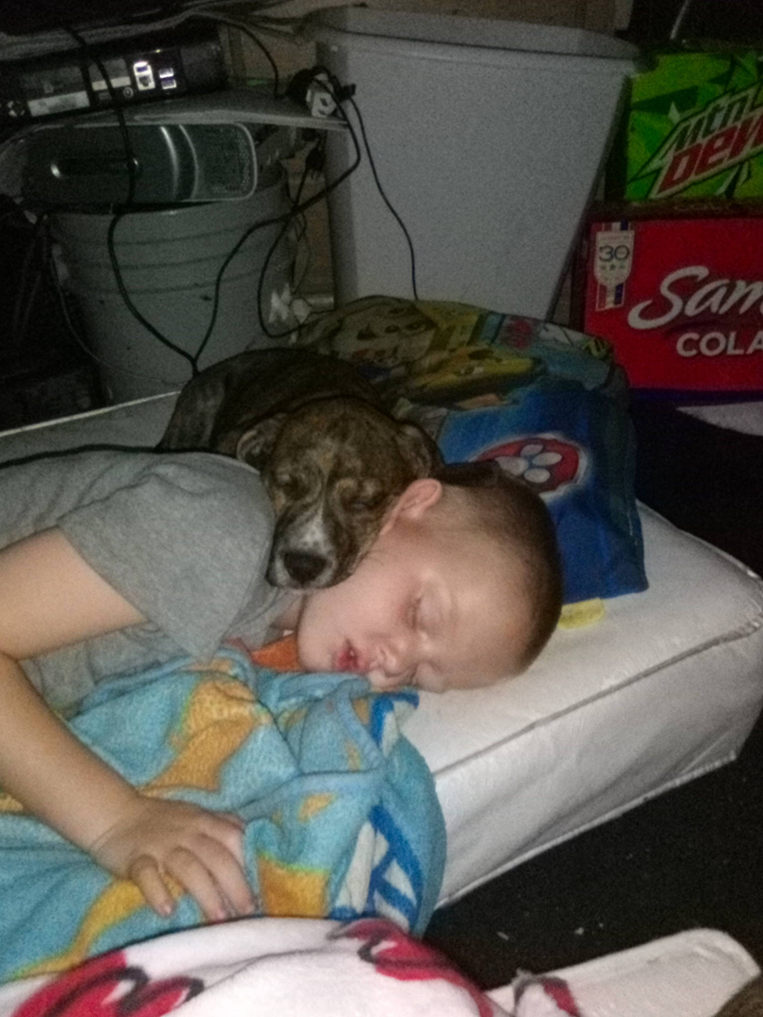 Levi is registered to the contest to win money with this photo: baby, bedtime, canidae, carmine, carnivore, child, comfort, companion_dog, dog, dog_breed, fawn, lap, linens, mammal, nap, person, room, sleep, sporting_group, toddler